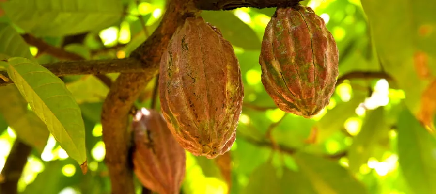  plantations de cacao
