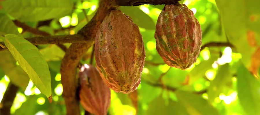 plantations de cacao