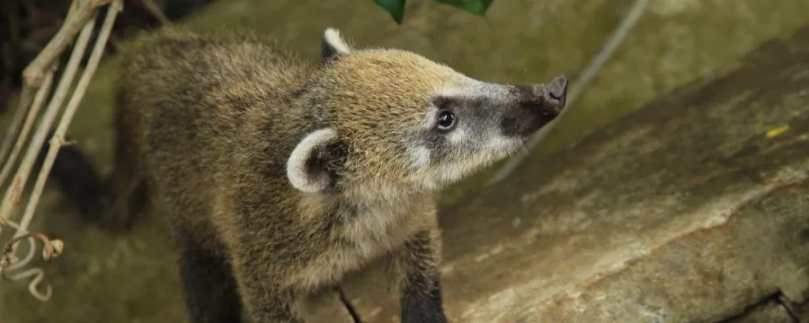 PIZOTES COATIS
