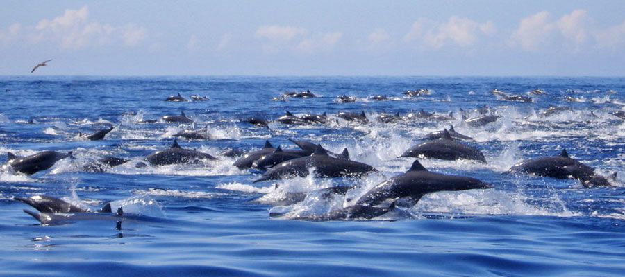 dolphins-samara