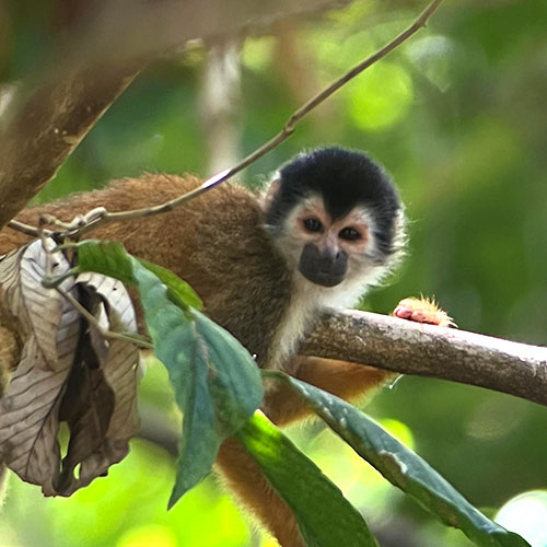 500x500-discover-costa-rica-car-rental
