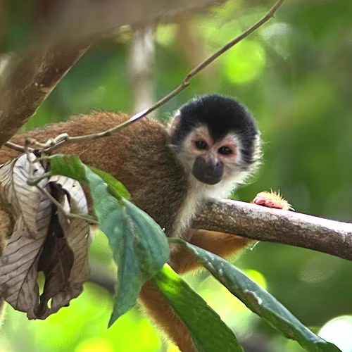 500x500-discover-costa-rica-car-rental