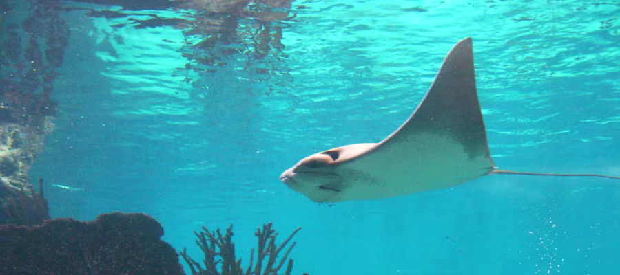 stingray-cahuita