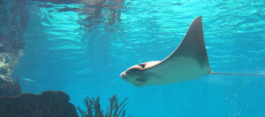 stingray-cahuita