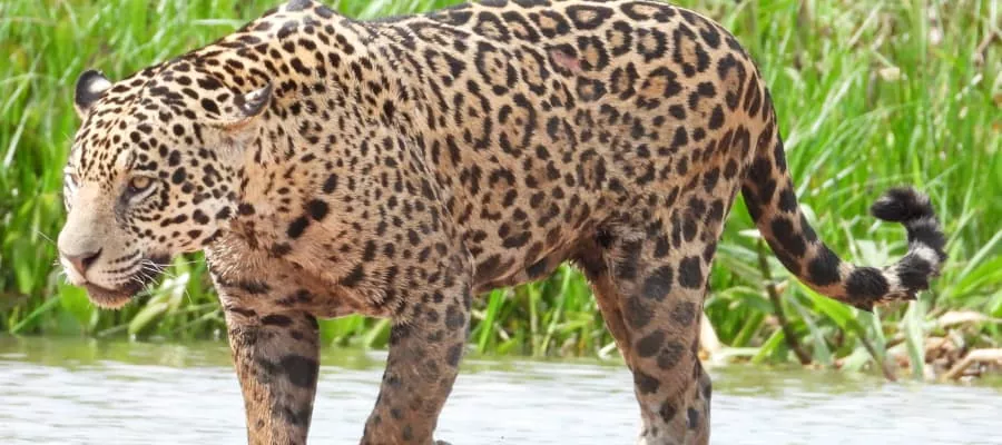 Le Jaguar