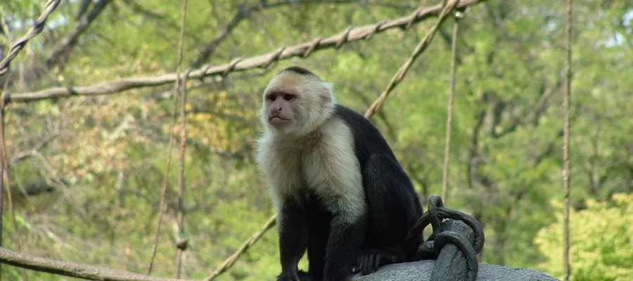 VISITE EL REFUGIO NEO FAUNA CR