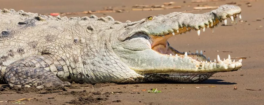 LES CROCODILES