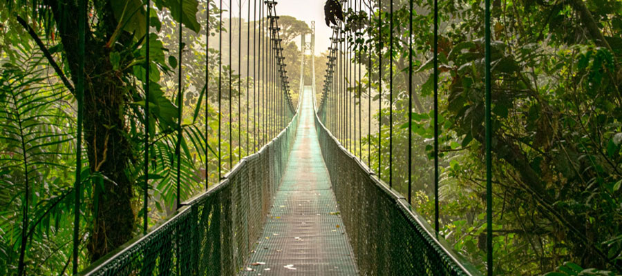 cloud-forest