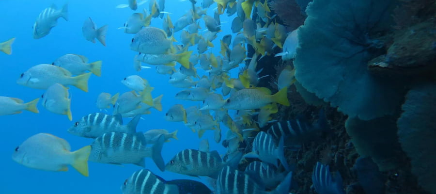 CAÑO ISLAND SNORKELING