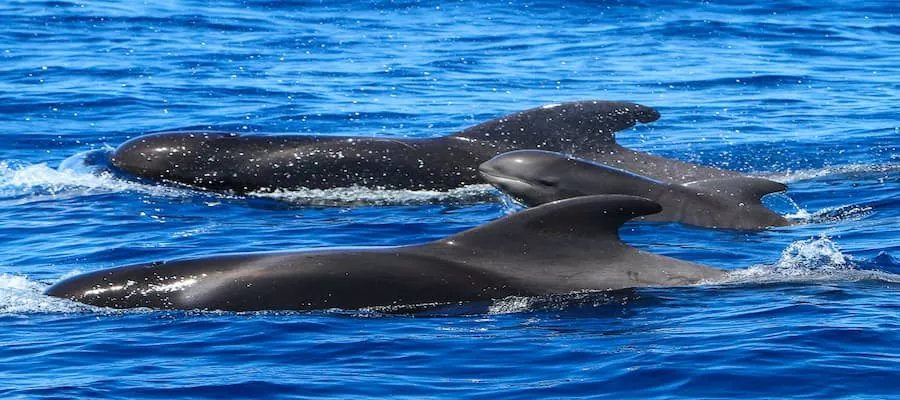 baleine-pilote