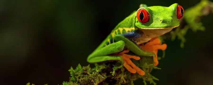 RAINETTE AUX YEUX ROUGES (GRENOUILLE)