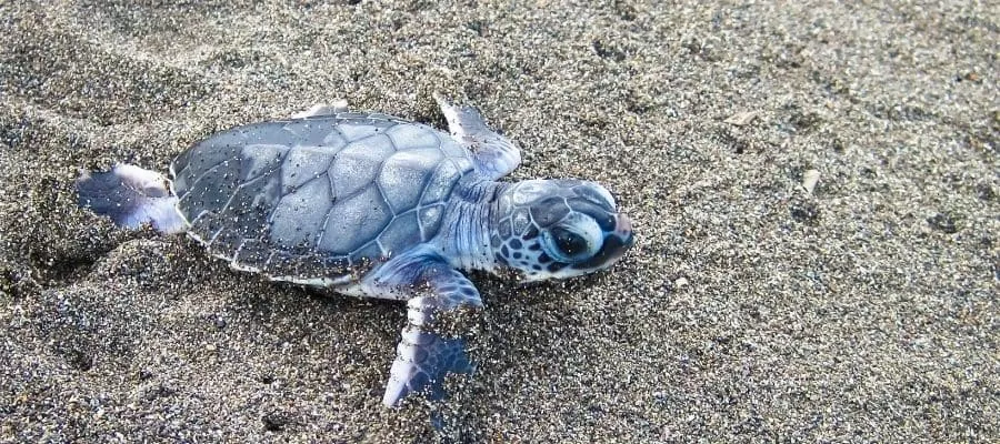 TORTUES