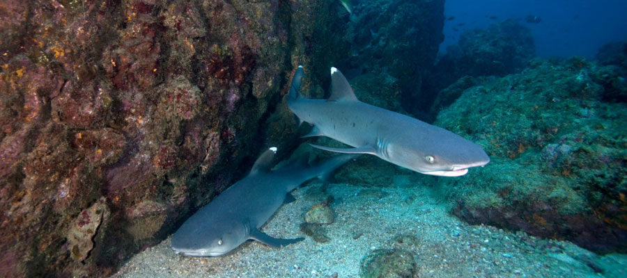 drake-bay-sharks