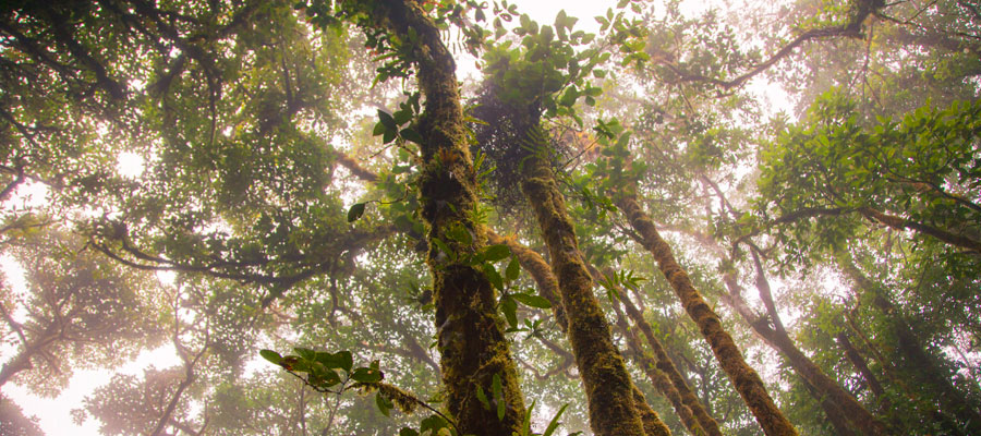 santa-elena-cloud-forest