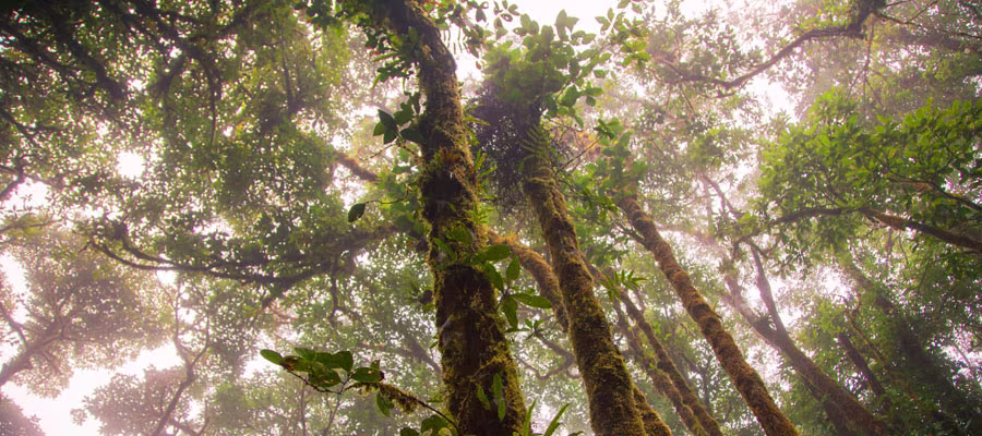 santa-elena-cloud-forest