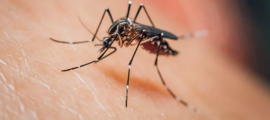 Aedes aegypti