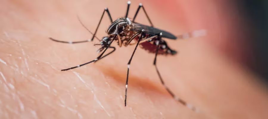 Aedes aegypti
