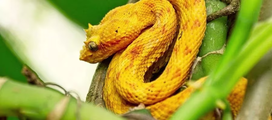 Schlegel's viper