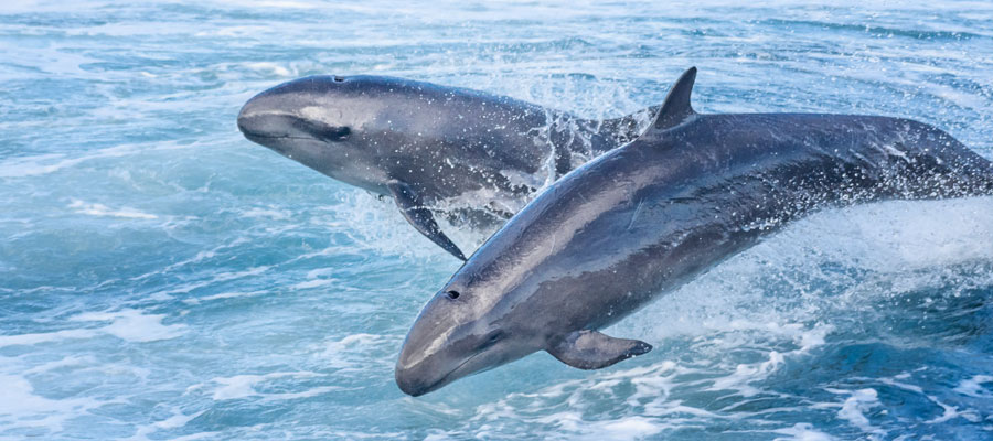 false-killer-whales