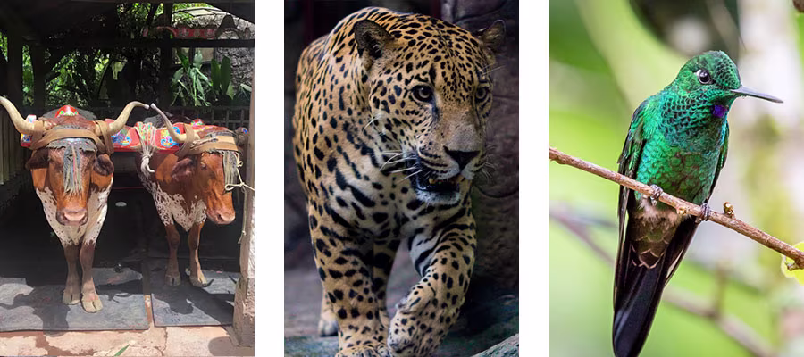 animals-la-paz-waterfall-garden