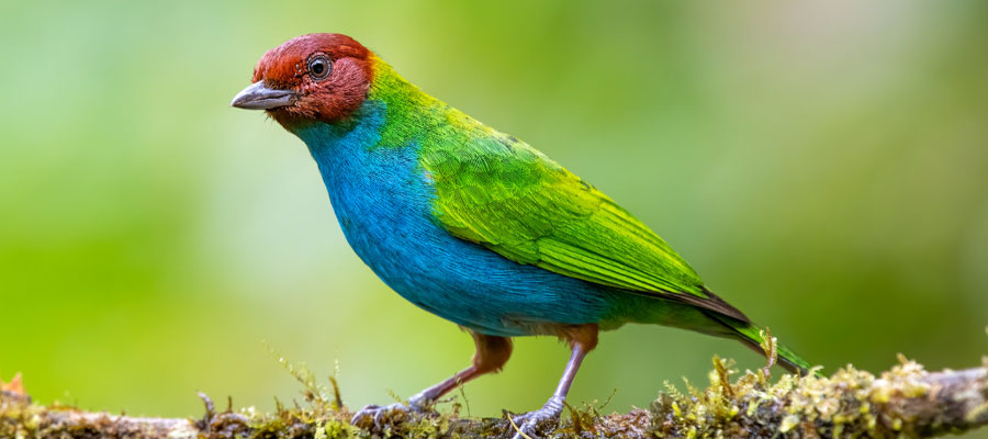 tanagers