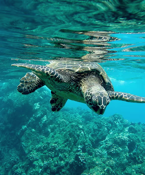 500x600-sea-turtle-costa-rica