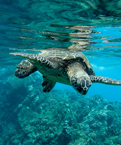 500x600-sea-turtle-costa-rica
