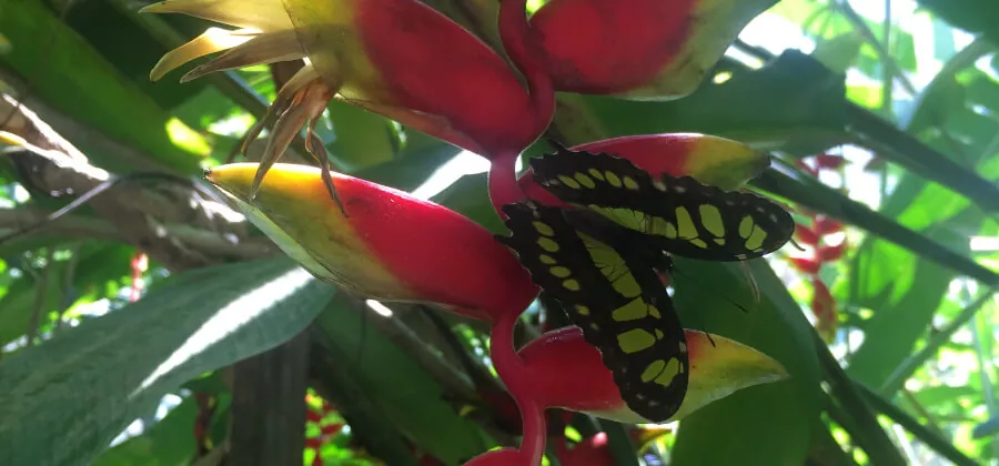 JARDÍN DE MARIPOSAS DEL MARIPOSARIO