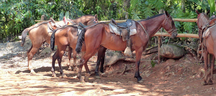 horses-nauyaca