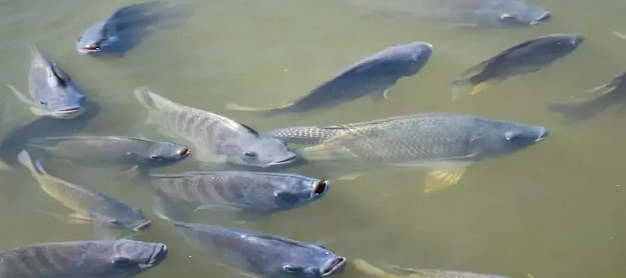 FERME DE TILAPIA