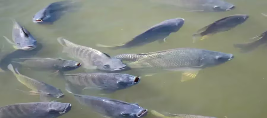 FERME DE TILAPIA