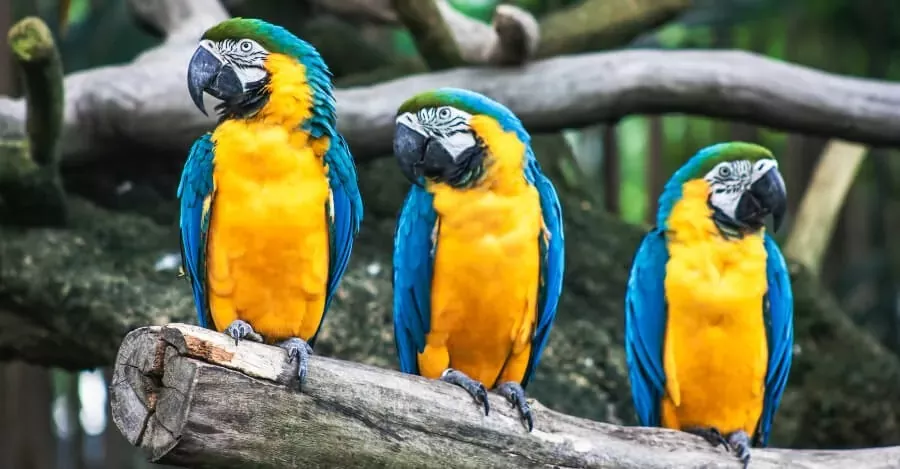 VISITAR LA RESERVA DE CURÚ