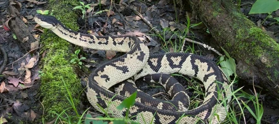  BLACK-HEADED VIPER