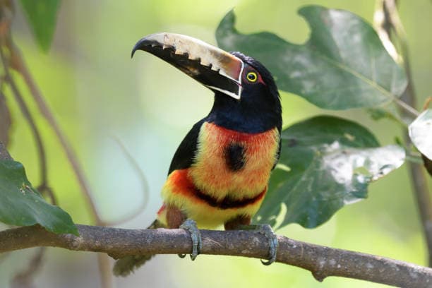 L'ARAÇARI À COLLIER