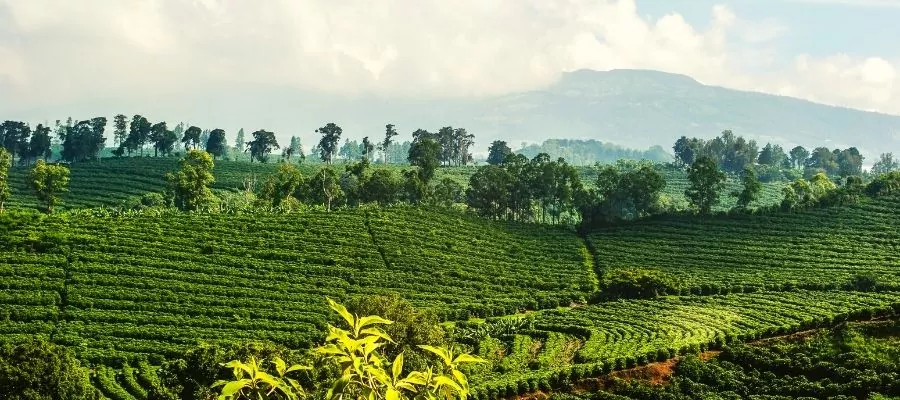 PLANTATIONS DE CAFÉ 