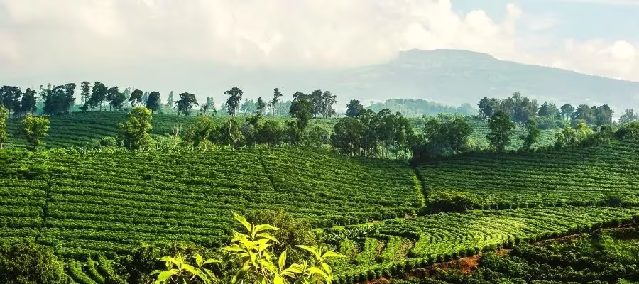 PLANTATIONS DE CAFÉ