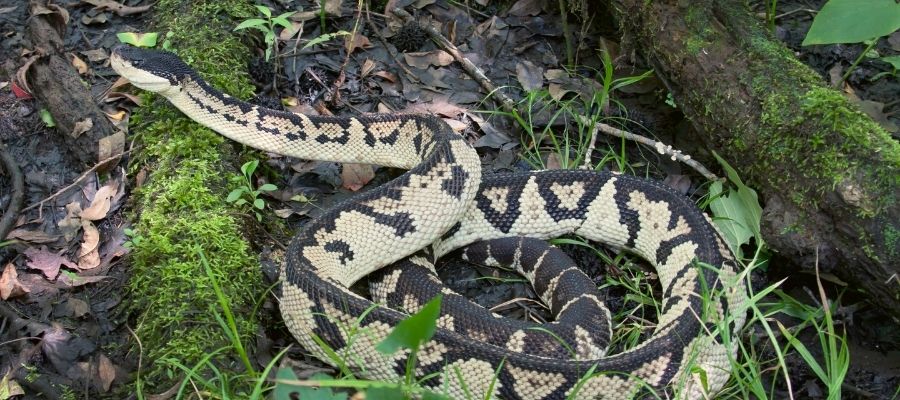 VÍBORA DE CABEZA NEGRA