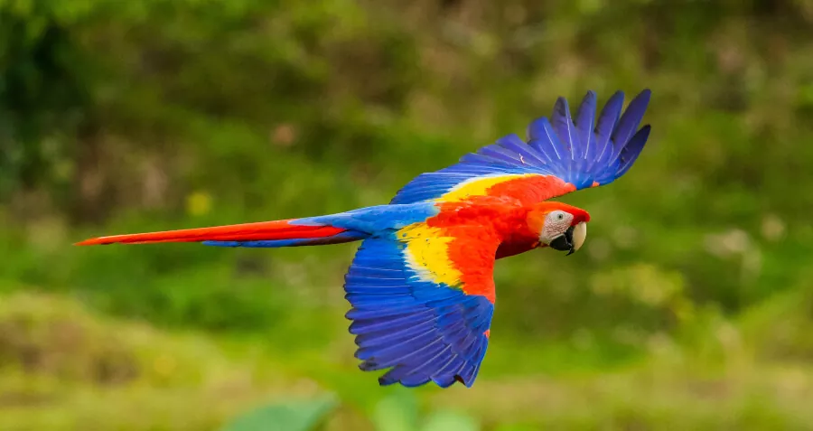 Manuel Antonio