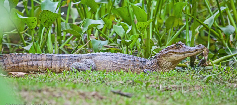 where-to-see-caiman-costa-rica