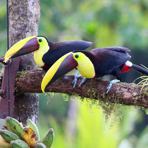500x500-rent-a-car-costa-rica