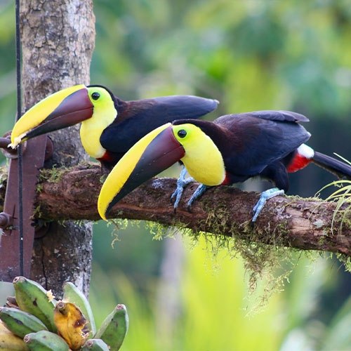 500x500-decouvrir-costa-rica