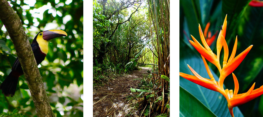 heliconias-trail