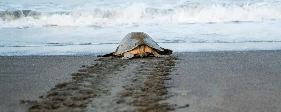 TORTUGAS MARINAS
