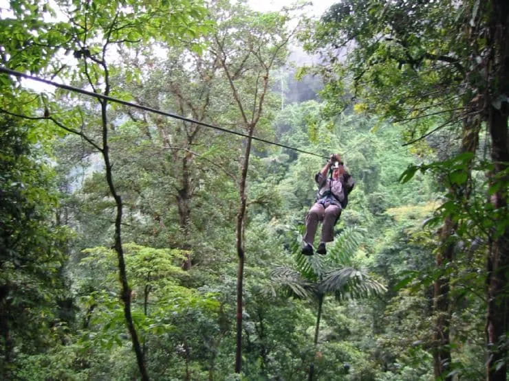  Forest Canopy by Aerial Tram or Zipline