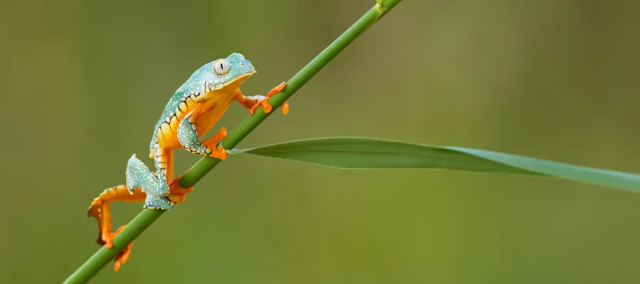 LEAF FROG
