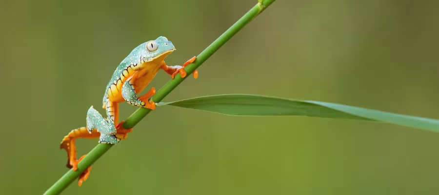 LEAF FROG