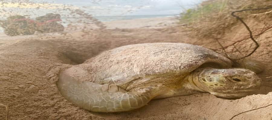  tortue verte guadeloupe