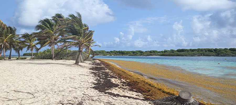 sargasses-petite-terre