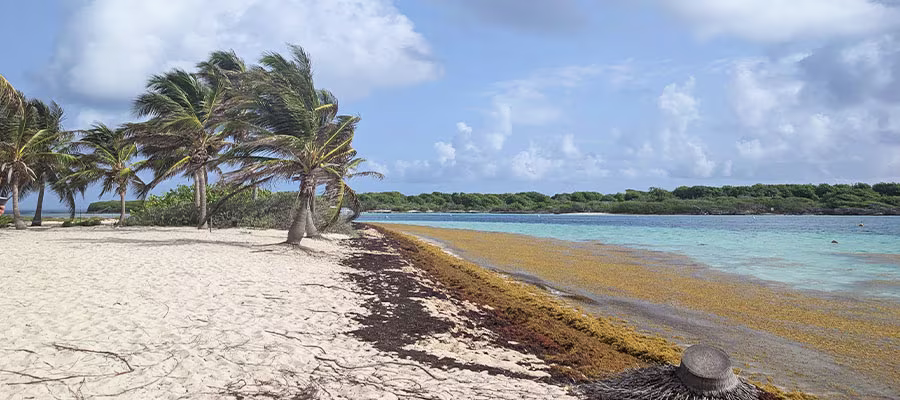 sargasses-petite-terre