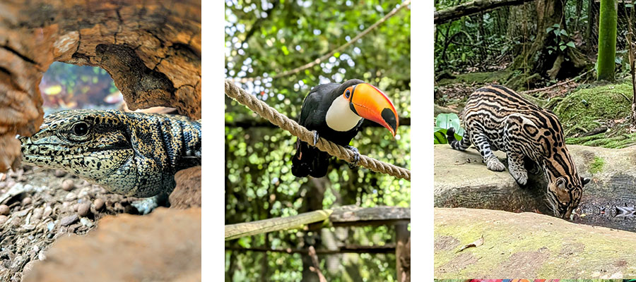 animaux-parc-des-mamelles